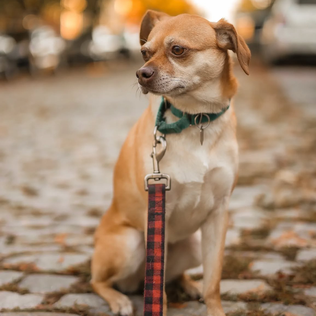 Holiday Family Pet Portraits w/ White Muck Photo