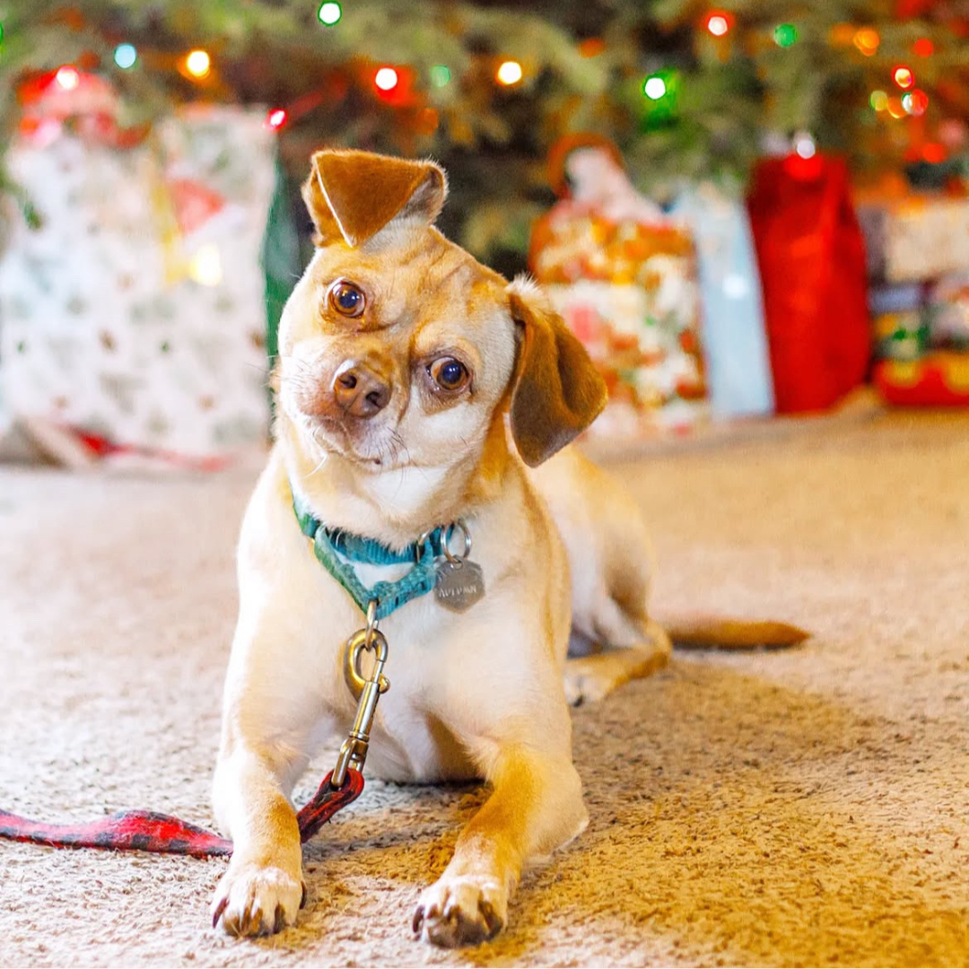 Holiday Family Pet Portraits w/ White Muck Photo